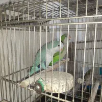 جفت مولد راهب و جفت مولد گرینچیک پاین اپل کارداده
