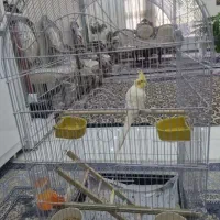 عروس هلندی نرسخنکوسالم وسرحال همراه باقفس
