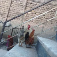 خروس|حیوانات مزرعه|خوی, |دیوار
