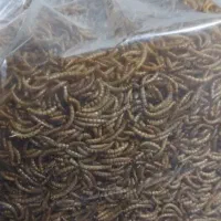 میلورم (کرم پروتئینی)