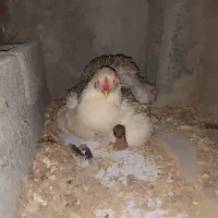 دو عدد مرغ لاری کرچ شو