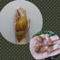 حلزون شاه مولد خیلی بزرگ