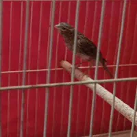 جوجه نر قناری ریزه خون طوسی