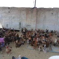 مرغ تخمگذار