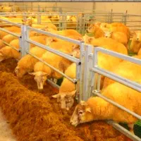 گوسفند زنده بره نرینه و ماده برای رسید