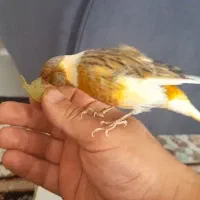 قناری نر دهن سهره دستی