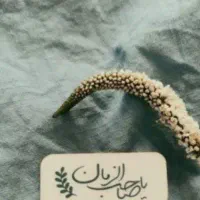 سخنران