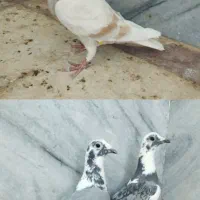 جفت ابلق کرم ماده