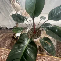 گل وگیاه