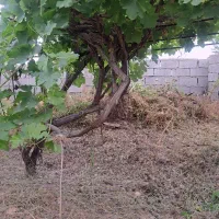 هرس کردن.پختار .جوب باغ.