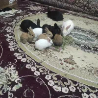 ۴عددبچه خرگوش کوهستانی سیاه و۶ عددرنگی زینتی بانمک