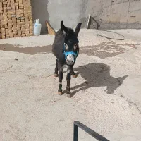الاغ نر