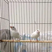 فنچ بنگالی