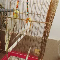 فروش عروس هلندی
