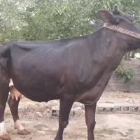 گاو هلشتاین