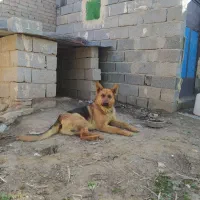 سگ ژرمن شپرد