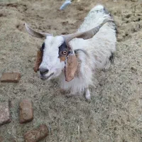 گوسفند نر  معامله با بز ماده
