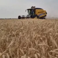 گندم