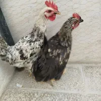 خروس جوان
