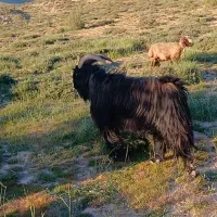 یک عدد دوبر
