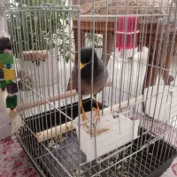 مرغ مینا|پرنده|زنجان, |دیوار