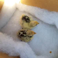 جوجه سیبرایت