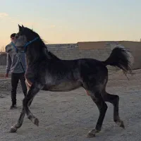 اسب عرب یکسر