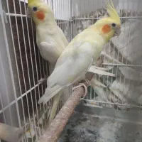 جفت عروس هلندی.لوتینو زعفرانی همراه ۳تا جوجه