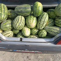 هندوانه چیتک
