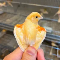 جوجه قناری موزاییکی قرمز ۲۰۲۶