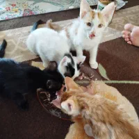 بچه گربه ۳ ماه چهارتا واگذاری