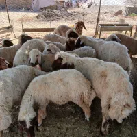 بره ریز قلم