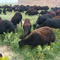 ۵۰ راس میش بره درشت قره قزل جوان