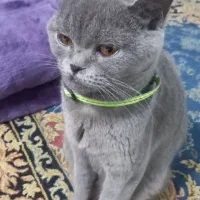 گربه بریتیش بلو ماده