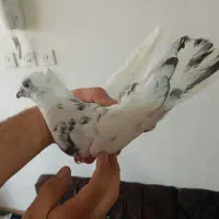 دمگیر شویدی