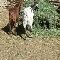 میش بزغاله بره