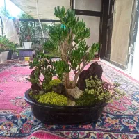 گل زیبا|گل و گیاه طبیعی|لنگرود, |دیوار