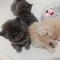 واگذاری یک عدد بچه گربه