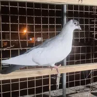 کفتر