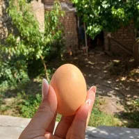 تخم مرغ زرده طلایی