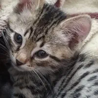 بچه گربه