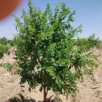 فروش باغ انگور و بادام+یک‌ساعت آب قنات واستخر