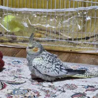 عروس هلندی گمشده *مژدگانی*