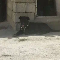 توله سگ سراب