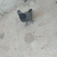 کبوتر افغان