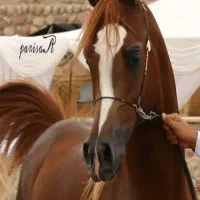 خرید و فروش اسب و مادیان های پالانی و بارکش