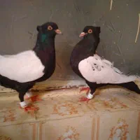 کبوتر سینه ای سینه سیاه دوکت سفید دمبی رنگی