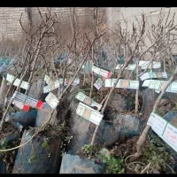 پسته، گردو، از سال اول ب شرط باردهی