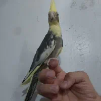جوجه عروس هلندی