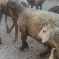 میش چینی